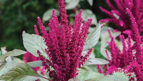 Amaranth Seeds! Unleashing Nutritional Powerhouses and Sustainable Crop Solutions