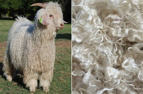  Mohair Sourcing and Processing: How This Luxurious Fiber Elevates Textiles