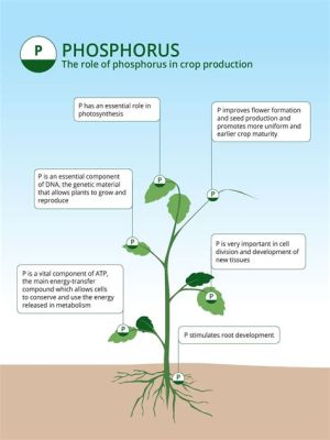 Phosphorous – Exploring Its Role as an Essential Catalyst in Modern Petrochemical Processes and Fertilizers!