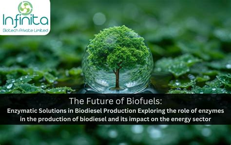 Zucchini: Exploring its Unexpected Applications in Biofuel Production and Bioplastics Manufacturing!